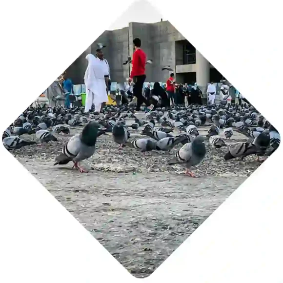 Al-Masfalah medina (1) Recruitment Agency In Al Masfalah